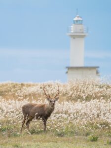 北海道の葬儀費用を抑えるためのポイントは？