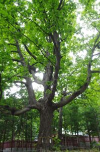 北海道の香典の相場はいくらが妥当なのか？