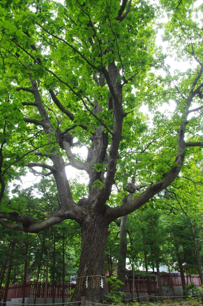 北海道の香典の相場はいくらが妥当なのか？