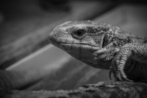 直葬を選ぶ際に知っておきたい安いプランは？