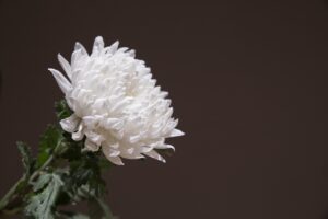 葬儀を簡略化して安く抑えるためのポイントは？