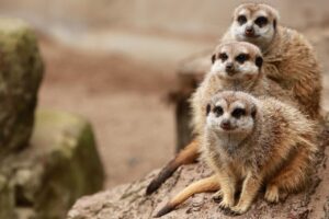 家族葬の見積りを簡単に比較できるナビはどこにある？