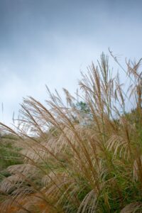 火葬式の送迎にかかる費用はどれくらいですか？