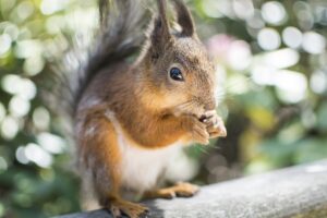 火葬式は即日で可能な場合、どのような手続きが必要ですか？
