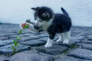 火葬式を行う際、どこが安いのか徹底解説しますか？